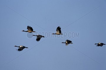 Magpie geese flying Australia