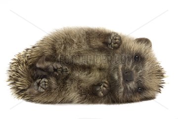 Little Hedgehog lying on the side