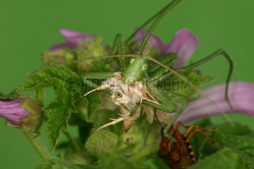 Predatory Bush Cricket larvae eating a Moth