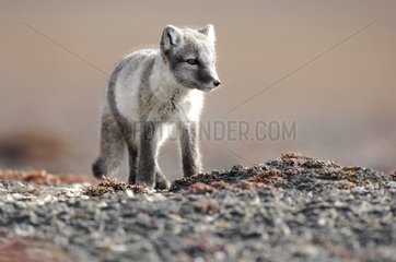 Arctic fox at the edge of a beach Nunavut Canada