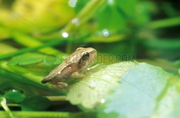 Tadpole of European frog with the head out of the water
