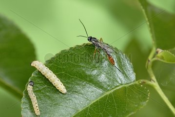 Female Parasitoid wasp approaching caterpillars France