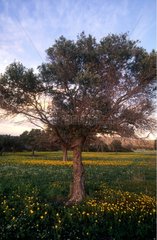 Troodos  olivier