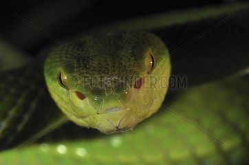 Portrait of White-lipped pit viper