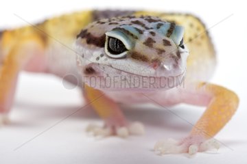 Common leopard gecko walking in studio