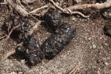 Badger dung on forest road Touraine France