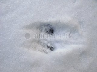 Pine Marten footprints in the snow Centre France
