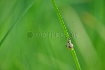 Snail on a blade of grass - Prairie Fouzon France