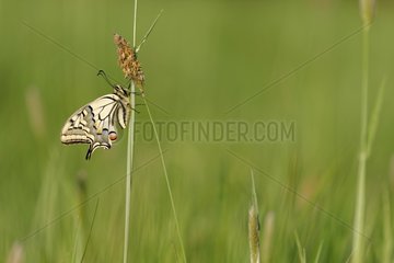 Old World Swallowtail on a stem - Prairie Fouzon France
