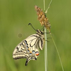 Old World Swallowtail on a stem - Prairie Fouzon France