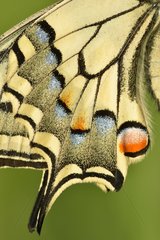 Old World Swallowtail wings - Prairie Fouzon France