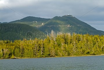 Coniferous Forest - Pacific Rim BC Canada