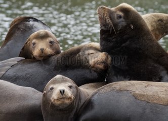 Steller Sea Lions at rest - Pacific Rim BC Canada