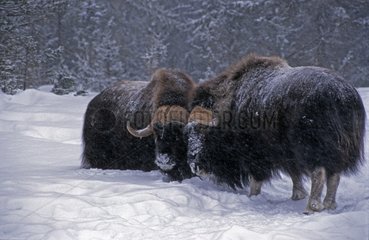 Muskoxen in snow - Canada