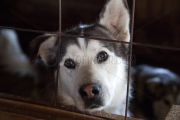 Portrait of Wolf Dog Cross - Quebec Canada