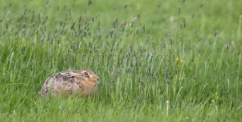 Brown Hare lying in a meadow at spring - GB