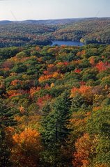 Boreal Forest in Autumn - Algonquin Provincial Park Canada