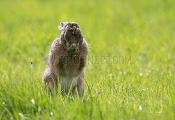 Brown Hare cleaning its feet in a meadow at spring - GB
