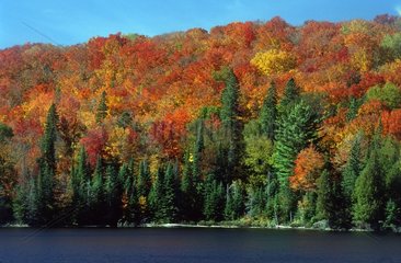 Boreal Forest in Autumn - Algonquin Provincial Park Canada