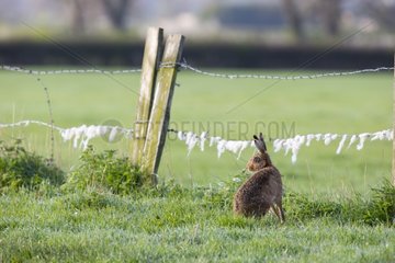 Brown Hare sitting in a meadow at spring - GB