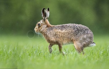 Brown Hare in a meadow in the rain at spring - GB