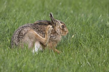 Brown Hare scratching itself in a meadow at spring - GB