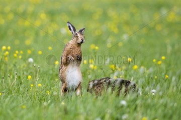 Brown Hare snorting in a meadow at spring - GB