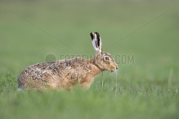 Brown Hare smelling a twig in a meadow at spring - GB