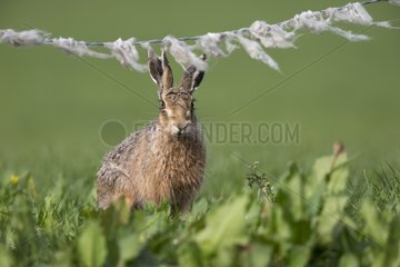 Brown Hare sitting in a meadow at spring - GB