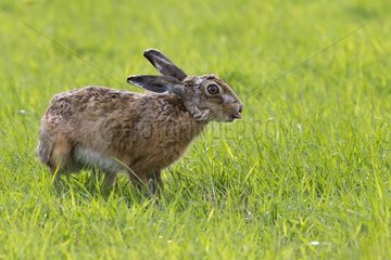 Brown Hare with its tongue out in a meadow at spring - GB