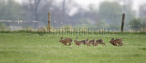Brown Hares running after a female in meadow at spring - GB