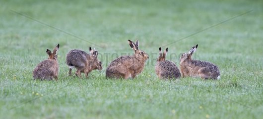 Brown Hares in meadow at spring - GB