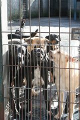 Gruppenhunde hinter den Bars der Zwinger von Bastia
