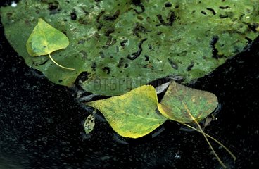 Feuilles flottant à la surface d'un étang Suisse