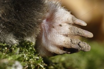 Foreleg of a mole dead in a field Touraine France