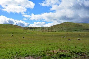 Grass land sheep - North Island New Zealand