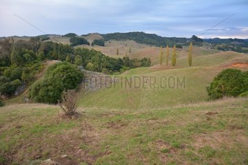Waitomo grass land - North Island New Zealand