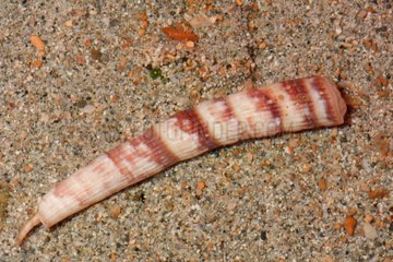 Tusk shell Pictodentalium festivum on sand - New Caledonia