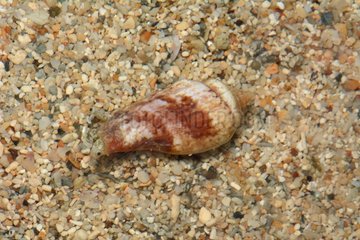 Conch Snail Canarium microurceus on sand - New Caledonia
