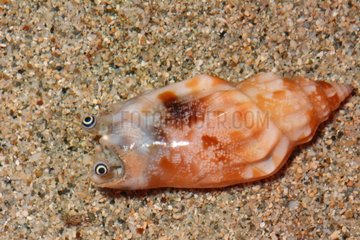 Samar Conch Snail on sand - New Caledonia