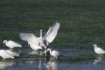 Little Egrets displaying - Marais Poitevin France