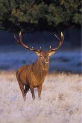Stag Red deer at sunrise