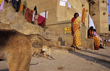 Frauen und Hunde auf Ghats neben dem Ganges Indien