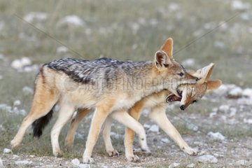 Balckbacked jackals fighting Etosha Namibia