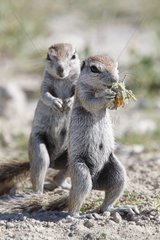 South African Ground Squirrels eating Etosha Namibia