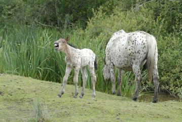 Mare and its foal neighing France La Brière