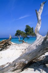 Désert des Agriates  tronc d'arbre sur la plage de Saleccia