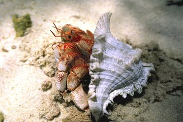 Hermit crab of Pemba island Zanzibar