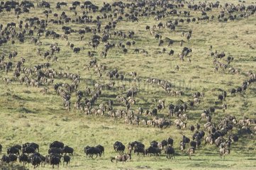 Gathering of Wildebeests during migration Kenya