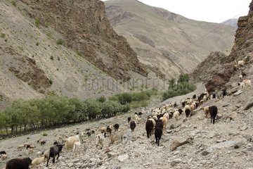 Abfahrt hatte Herde von Goats Valley Lingti Zanskar India